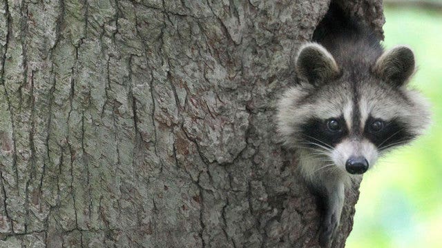 Attacked while running, woman drowns rabid raccoon in puddle