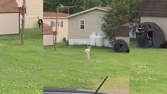 White deer spotted in Maryland
