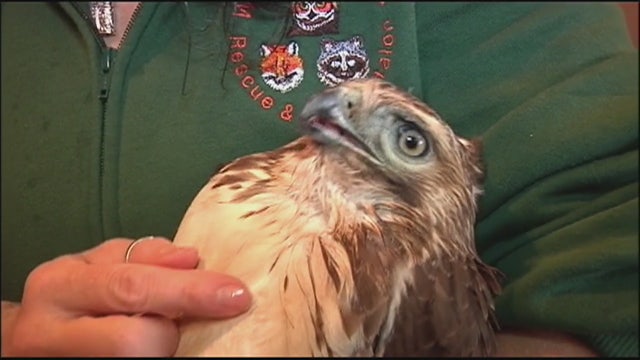 Ailing red-tailed hawk getting help