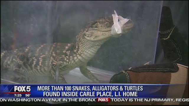 100-plus reptiles found inside Long Island home