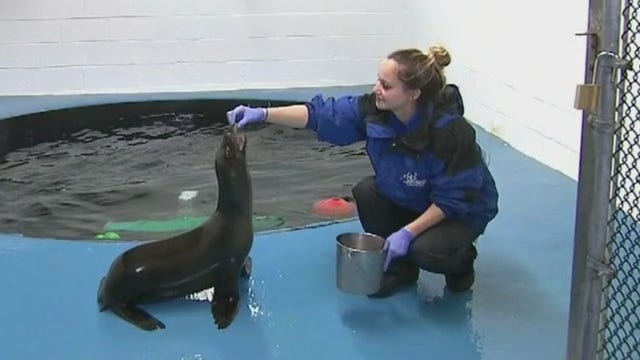 Rescued sea lion pup now at Long Island Aquarium