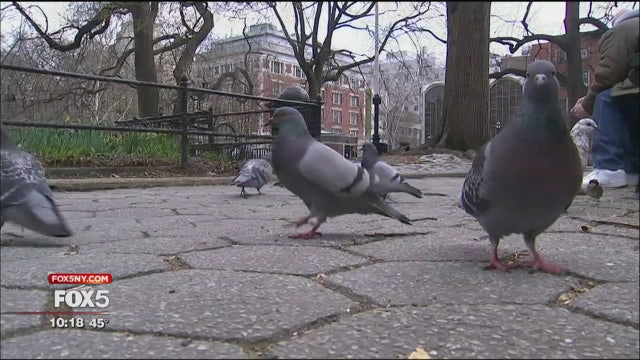 NYC photographer: Pigeons get no respect
