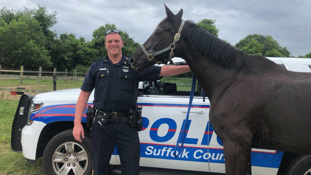 Thoroughbred horse escapes from farm