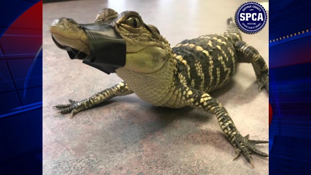 Cops find alligator inside Long Island home