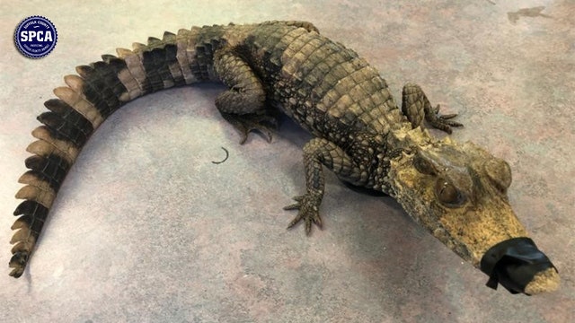 Exotic animal amnesty week for illegal pets on Long Island