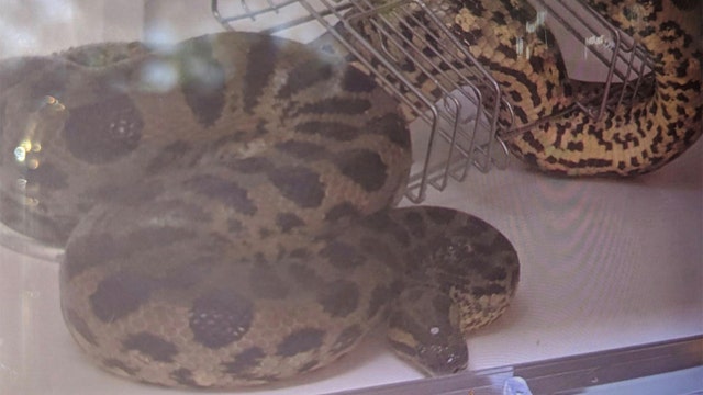 Missing Hamptons anaconda found