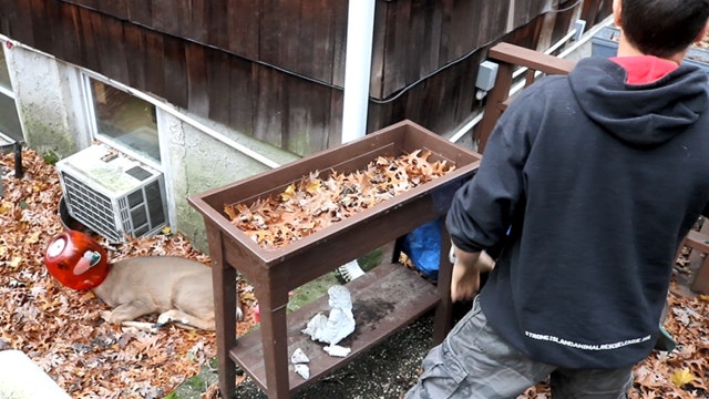 Animal rescuers help terrified deer with head stuck in jar