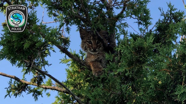 Bobcat climbs up a tree and jumps onto the roof of a Burger King