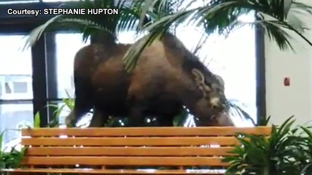 Moose wanders into Alaska hospital building