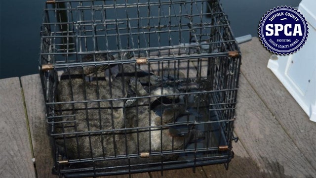 Dead cat found in cage floating near dock on Long Island