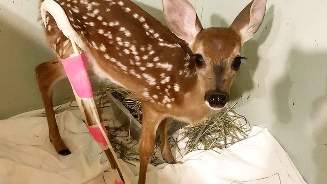 Lovable baby deer gets bright pink cast after being hit by car