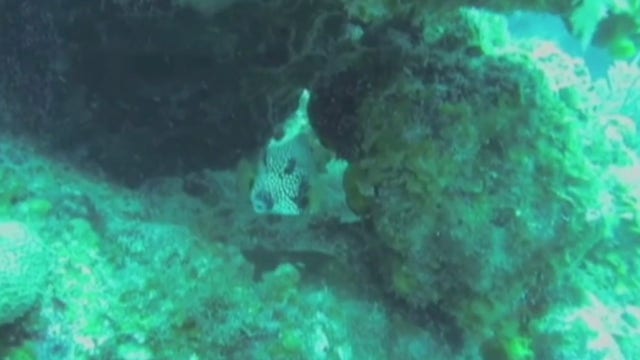 Hawaii set to ban sale of some sunscreens that harm coral