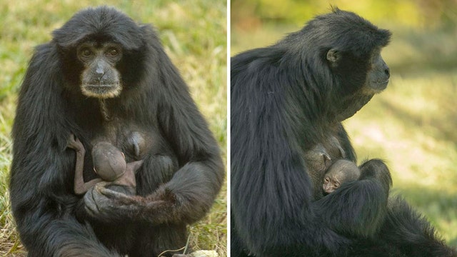 San Diego Zoo surprised by baby born to ape on birth control