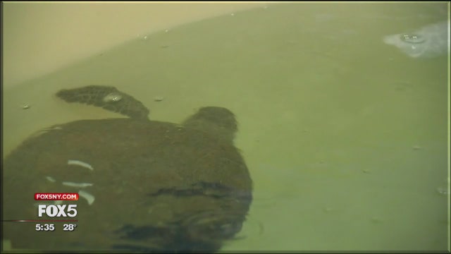 Saving sea turtles stunned by the cold