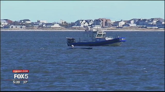 Feds, Long Islanders discuss future efforts to save whales