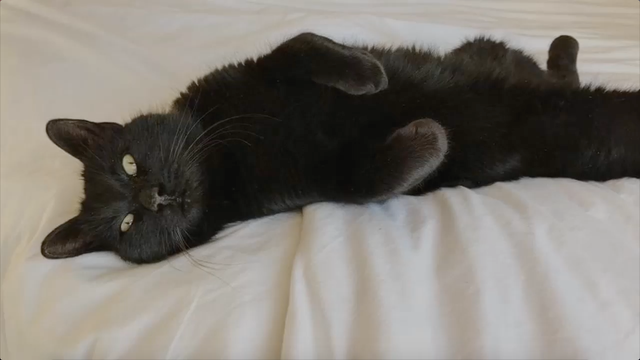 How one long last cat finally came home