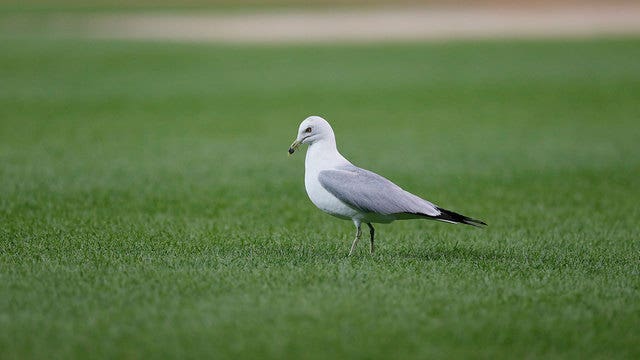 Fine, jail time for feeding seagulls in NJ town