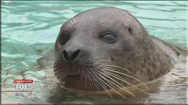 Seal recovering from cataract surgery