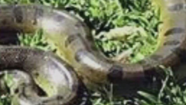 A 9-foot anaconda from the Hamptons hid in its owner's van