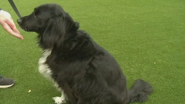 Why adopting an older dog might be right for you and your lifestyle