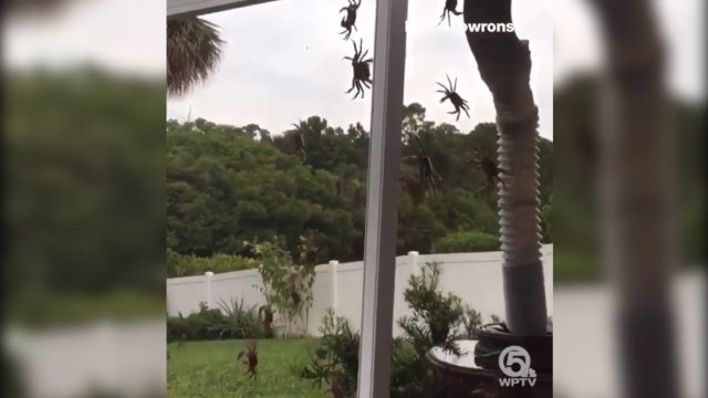 Crabs invade Florida man's yard