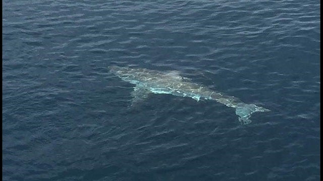 Man survives being bitten by shark, bear, snake