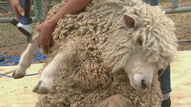 Shearing sheep for fiber artists