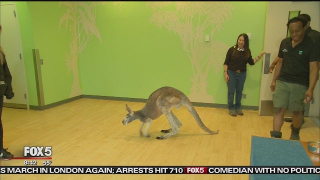 Show pulls back curtain on Bronx Zoo