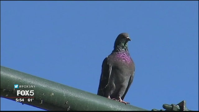 Can pigeons 'read'?