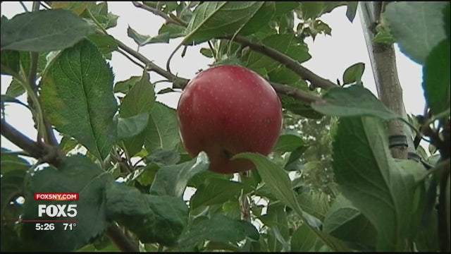 SnapDragon apples hitting stores