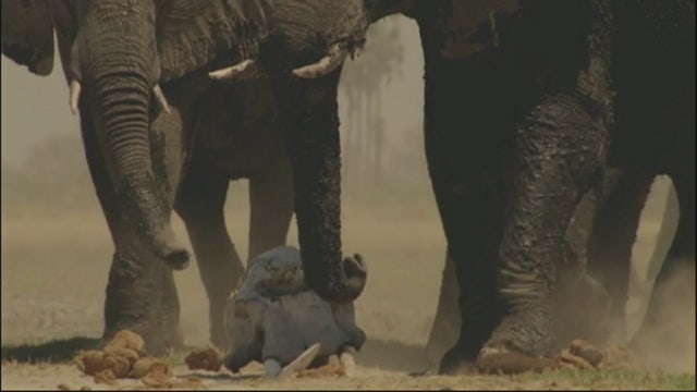 'Soul of an Elephant