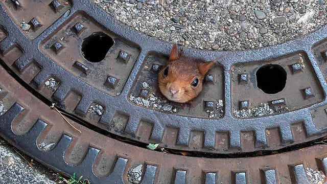 German firefighters rescue squirrel stuck in manhole cover