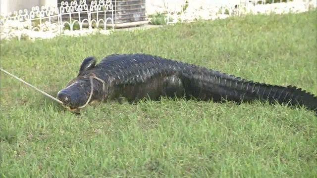 Gator removed from under Pasco County vehicle