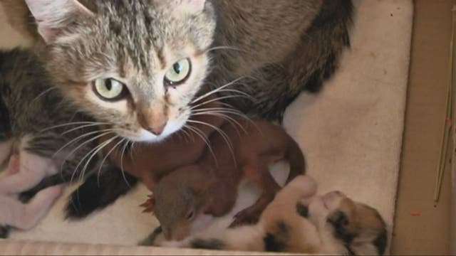 Cat adopts one-month old baby squirrels