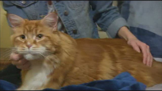 Australian house cat could be world's longest feline