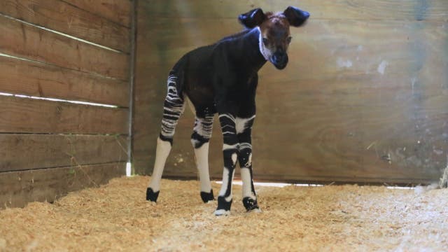 ZooTampa welcomes rare okapi calf to the world