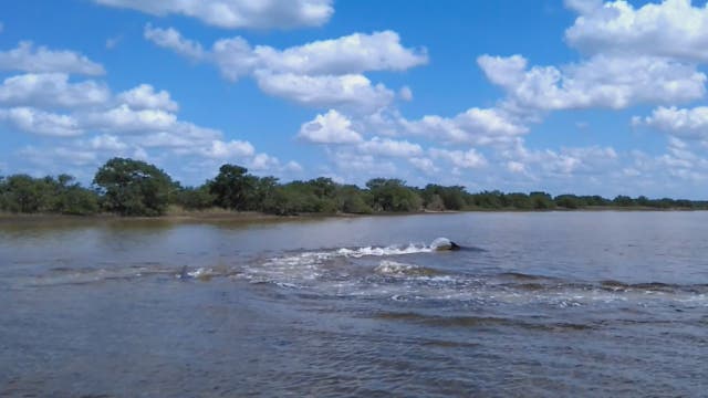Hungry dolphins herd mullet into muddy net