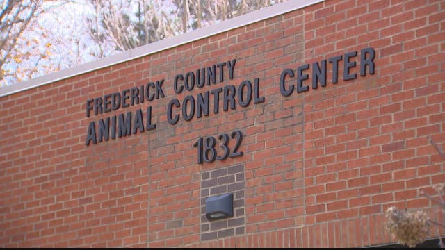Alleged sexual abuse of guinea pig in Frederick County parking lot under investigation, deputies say