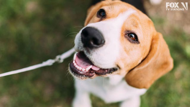 NY Army veteran donates $100,000 to animal shelter he visits weekly