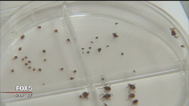 Study: LI's east end has highest percentage of ticks with Lyme disease