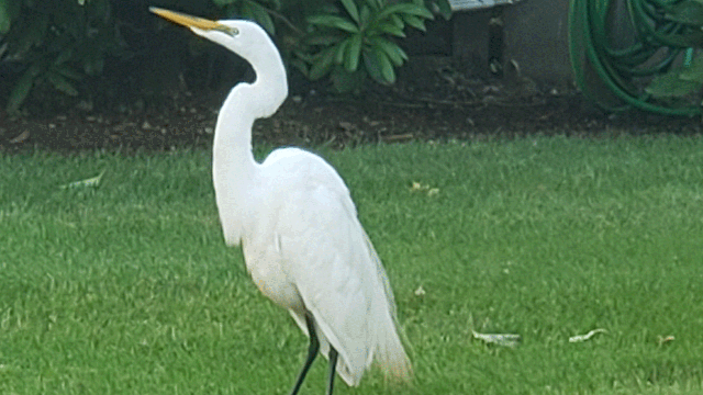 Injured egret rescued from front lawn