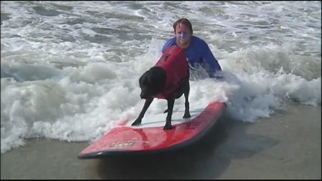 Surfing dog brings joy to campers
