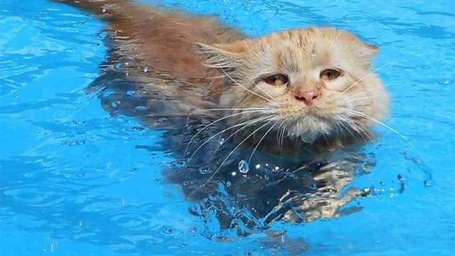 Pennsylvania cat dives in to summer with love of swimming