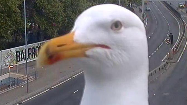 Seagull goes viral after blocking London traffic cam