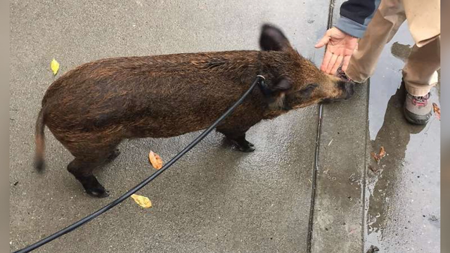 Wild boar 'Spirit' surrendered in San Francisco after owners had change of heart