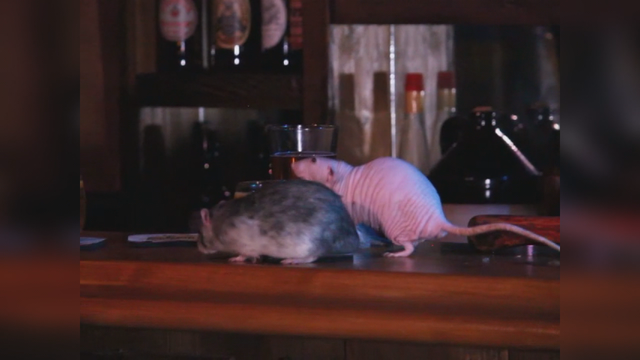 Eek! Rat pop-up bar headed for San Francisco