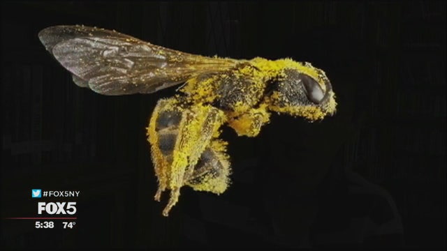 Long Island teen researches honeybee crisis