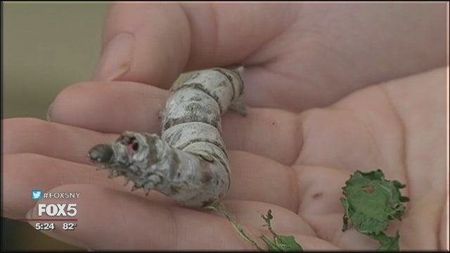 Long Island teens' silkworm project impresses researchers