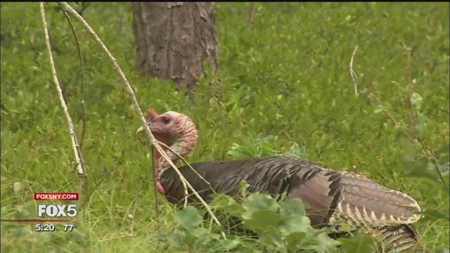 Turkeys thriving on Long Island