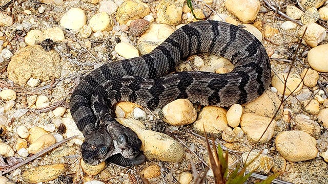 Rare, two-headed rattlesnake found in New Jersey forest